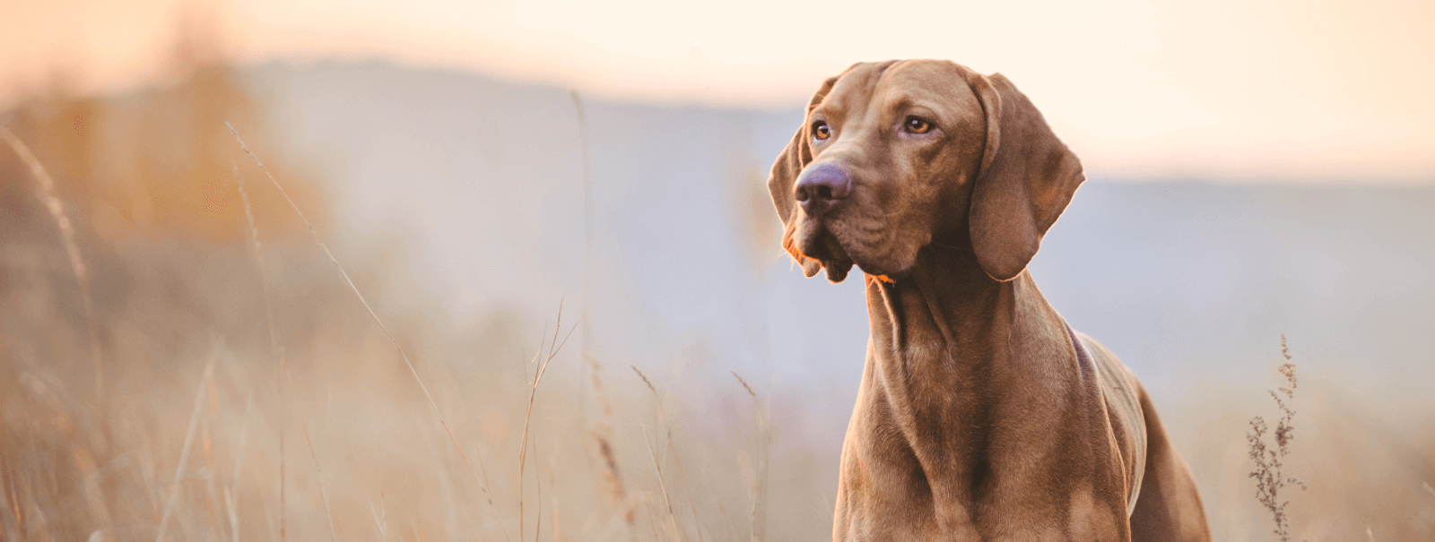 Vet Near Me 07444 Delta Veterinary Hospital Pompton Plains, NJ